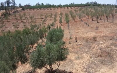 Syntropic Food Forests in Morocco